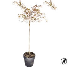 Blühende Zierkirsche als Stämmchen mit weißen Blüten im dunklen Pflanztopf. (Image AI modified or generated)