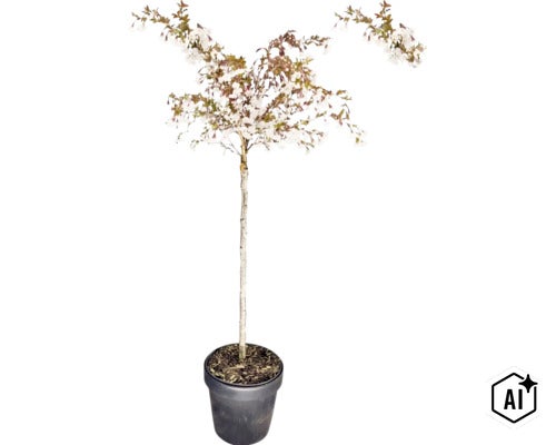 Blühende Zierkirsche als Stämmchen mit weißen Blüten im dunklen Pflanztopf. (Image AI modified or generated)