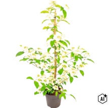 Japanischer Schneeball (Viburnum plicatum) im Topf mit weißen Blüten und grünen Blättern, durch Bambusstab gestützt. (Image AI modified or generated)