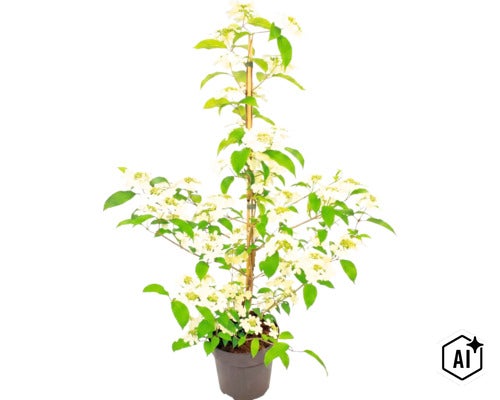 Japanischer Schneeball (Viburnum plicatum) im Topf mit weißen Blüten und grünen Blättern, durch Bambusstab gestützt. (Image AI modified or generated)
