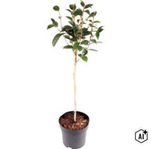 Kamelie Camellia japonica als Stämmchen im Pflanztopf mit Bambusstab zur Stütze. (Image AI modified or generated)