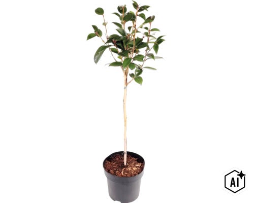 Kamelie Camellia japonica als Stämmchen im Pflanztopf mit Bambusstab zur Stütze. (Image AI modified or generated)
