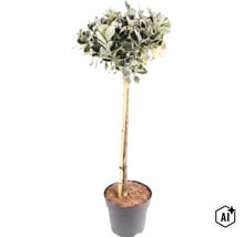 Panaschierte Kriechspindel als Hochstämmchen im Pflanztopf mit Stützstab. (Image AI modified or generated)