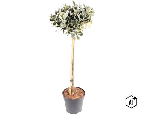 Panaschierte Kriechspindel als Hochstämmchen im Pflanztopf mit Stützstab. (Image AI modified or generated)