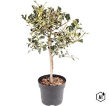 Panaschierte Stechpalme Ilex aquifolium Argentea Marginata im Topf. (Image AI modified or generated)