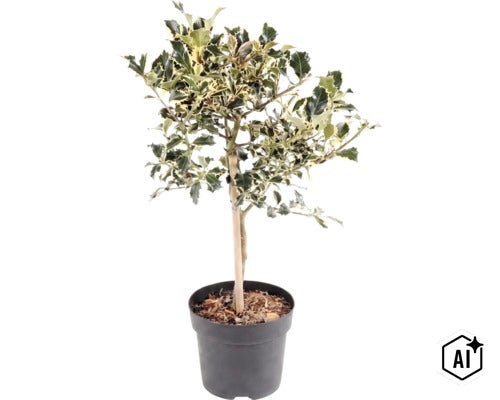 Panaschierte Stechpalme Ilex aquifolium Argentea Marginata im Topf. (Image AI modified or generated)