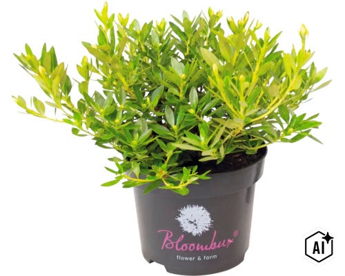 Immergrüner Rhododendron micranthum Bloombux in einem schwarzen Topf. (Image AI modified or generated)