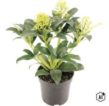 Skimmia japonica im schwarzen Pflanztopf mit grünen Blättern und hellen Blütenknospen. (Image AI modified or generated)