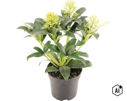 Skimmia japonica im schwarzen Pflanztopf mit grünen Blättern und hellen Blütenknospen. (Image AI modified or generated)