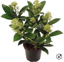 Skimmie Skimmia japonica mit grünen Knospen im schwarzen Kunststofftopf (Image AI modified or generated)