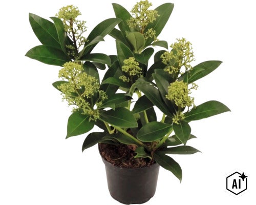 Skimmie Skimmia japonica mit grünen Knospen im schwarzen Kunststofftopf (Image AI modified or generated)