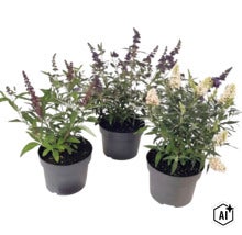 Drei Schmetterlingsflieder Buddleja davidii in schwarzen Töpfen mit lila und weißen Blütenrispen. (Image AI modified or generated)
