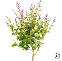 Zwergflieder Syringa meyeri Palibin mit grünen Blättern und lila Blütenständen. (Image AI modified or generated)
