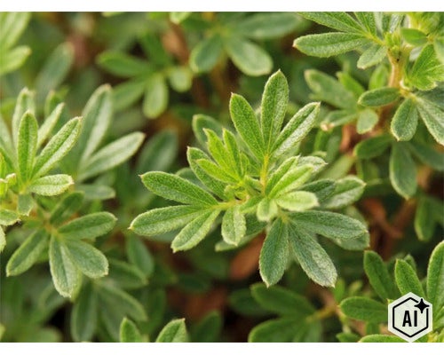 Nahaufnahme der grünen Blätter eines Fingerkrauts Potentilla. (Image AI modified or generated)