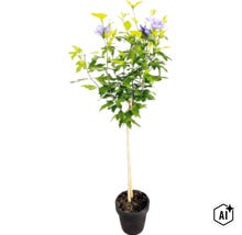 Garteneibisch Hibiscus syriacus als Hochstämmchen mit lila Blüten in einem Pflanztopf (Image AI modified or generated)