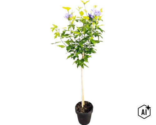 Garteneibisch Hibiscus syriacus als Hochstämmchen mit lila Blüten in einem Pflanztopf (Image AI modified or generated)