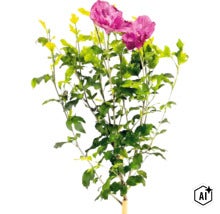 Garteneibisch Hibiscus syriacus mit rosa Blüten und grünen Blättern. (Image AI modified or generated)