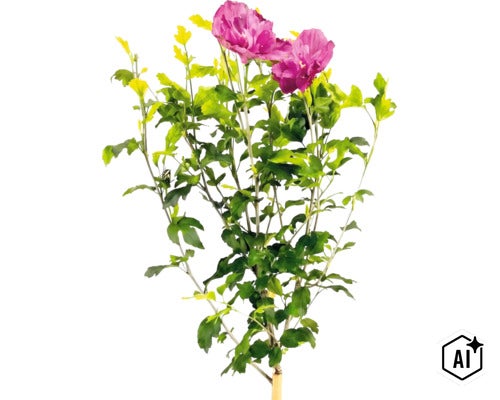 Garteneibisch Hibiscus syriacus mit rosa Blüten und grünen Blättern. (Image AI modified or generated)