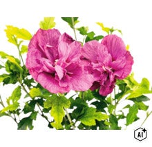 Nahaufnahme von zwei violetten, gefüllten Hibiskusblüten mit grünen Blättern. (Image AI modified or generated)