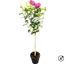 Hibiskus als Hochstamm mit pinkfarbenen gefüllten Blüten im schwarzen Pflanztopf mit Bambusstab. (Image AI modified or generated)