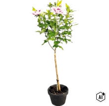 Hibiskus syriacus als Stamm im schwarzen Pflanztopf mit hellrosa Blüten und dunkler Mitte sowie einem Stützstab. (Image AI modified or generated)