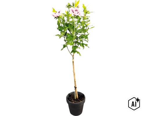 Garten-Eibisch Hibiscus syriacus Hochstamm mit hellrosa Blüten im schwarzen Pflanztopf. (Image AI modified or generated)