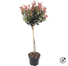 Glanzmispel Photinia fraseri Red Robin als Hochstamm im Pflanztopf mit Bambusstab. (Image AI modified or generated)