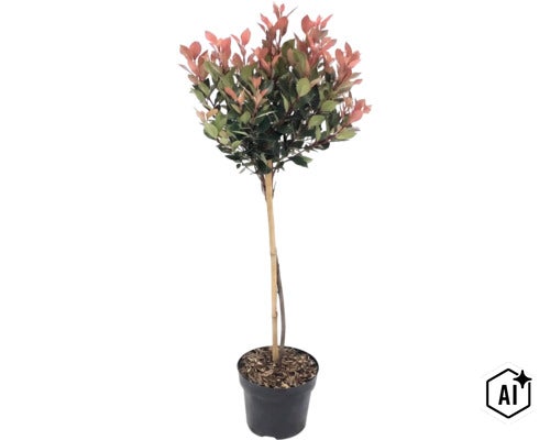 Glanzmispel Photinia fraseri Red Robin als Hochstamm im Pflanztopf mit Bambusstab. (Image AI modified or generated)