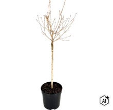 Junger Baum ohne Blätter in einem schwarzen Pflanztopf mit Erde. (Image AI modified or generated)