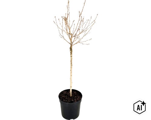 Junger Baum ohne Blätter in einem schwarzen Pflanztopf mit Erde. (Image AI modified or generated)