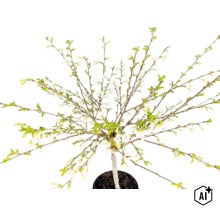 Blühende Zierpflanze im Topf mit weißen Blüten und jungen grünen Blättern an dünnen Ästen. (Image AI modified or generated)
