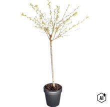 Blühendes Zierstämmchen mit weißen Blüten und grünen Blättern in einem schwarzen Pflanztopf. (Image AI modified or generated)