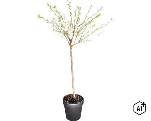 Blühendes Zierstämmchen mit weißen Blüten und grünen Blättern in einem schwarzen Pflanztopf. (Image AI modified or generated)