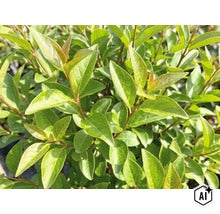 Nahaufnahme einer Heckenpflanze mit hellgrünen, ovalen Blättern, ideal als natürlicher Sichtschutz für den Garten. (Image AI modified or generated)