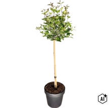Kleiner Baum mit grünen Blättern auf einem dünnen Stamm, gestützt durch einen Bambusstab, in einem dunklen Topf. (Image AI modified or generated)
