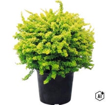 Berberitze Berberis thunbergii Aurea, gelbblättriger Strauch im schwarzen Pflanztopf. (Image AI modified or generated)