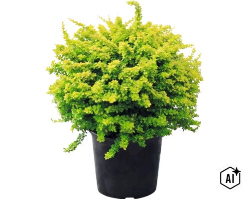 Berberitze Berberis thunbergii Aurea, gelbblättriger Strauch im schwarzen Pflanztopf. (Image AI modified or generated)