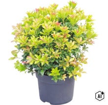 Schattenglöckchen Pieris japonica in einem dunklen Topf mit dichtem Blattwerk und rötlichen Austrieben. (Image AI modified or generated)