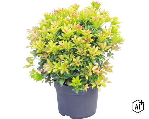 Schattenglöckchen Pieris japonica in einem dunklen Topf mit dichtem Blattwerk und rötlichen Austrieben. (Image AI modified or generated)