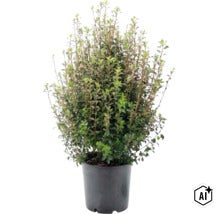 Heckenmyrte (Lonicera nitida) im schwarzen Kunststofftopf, dicht verzweigter Strauch mit kleinen grünen Blättern. (Image AI modified or generated)