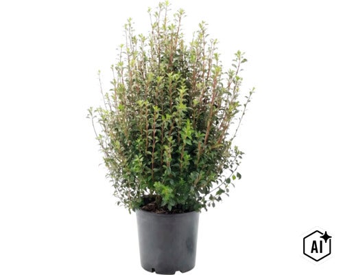 Heckenmyrte (Lonicera nitida) im schwarzen Kunststofftopf, dicht verzweigter Strauch mit kleinen grünen Blättern. (Image AI modified or generated)