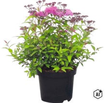 Spierstrauch mit grünen Blättern und rosa Blüten in einem schwarzen Pflanztopf. (Image AI modified or generated)