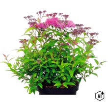 Japanischer Spierstrauch Spiraea japonica mit rosa Blüten in einem schwarzen Pflanztopf. (Image AI modified or generated)