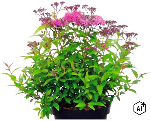 Japanischer Spierstrauch Spiraea japonica mit rosa Blüten in einem schwarzen Pflanztopf. (Image AI modified or generated)