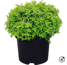 Japanischer Spierstrauch Spiraea japonica in einem schwarzen Pflanztopf mit dichten grünen Blättern. (Image AI modified or generated)