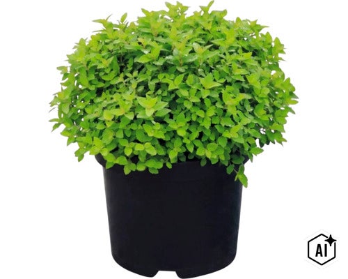 Japanischer Spierstrauch Spiraea japonica in einem schwarzen Pflanztopf mit dichten grünen Blättern. (Image AI modified or generated)