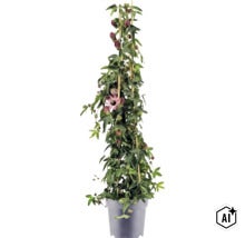 Passiflora Kletterpflanze im Topf, an Bambusstäben hochgewachsen, mit grünen Blättern, dunklen Knospen und einer offenen Blüte. (Image AI modified or generated)
