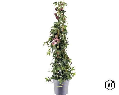 Passiflora Kletterpflanze im Topf, an Bambusstäben hochgewachsen, mit grünen Blättern, dunklen Knospen und einer offenen Blüte. (Image AI modified or generated)