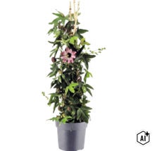 Kletternde Passionsblume mit einer Blüte und Knospen an Bambusstäben in einem Pflanztopf. (Image AI modified or generated)