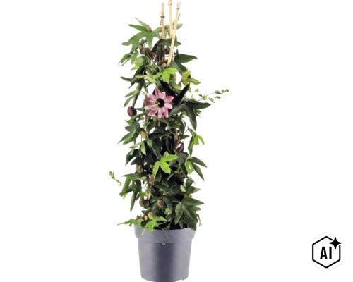 Kletternde Passionsblume mit einer Blüte und Knospen an Bambusstäben in einem Pflanztopf. (Image AI modified or generated)